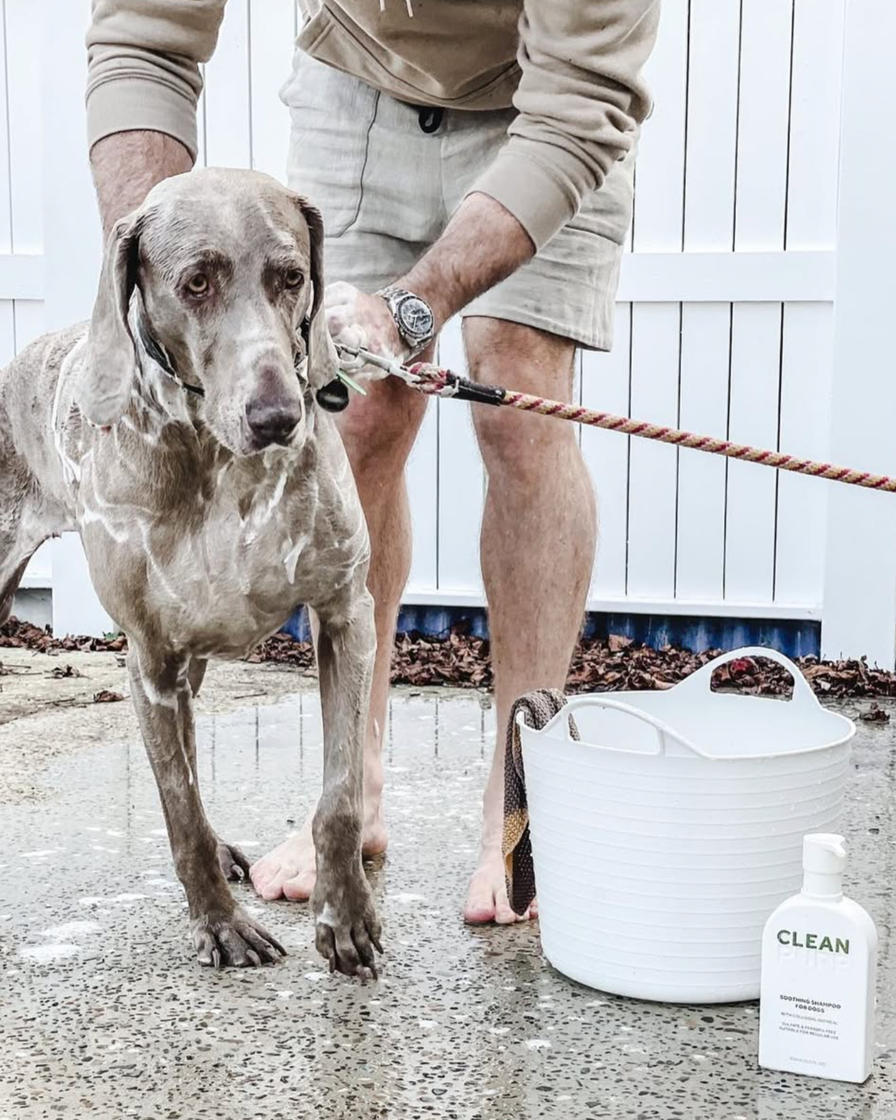 Person walking a dog with a white container and bottle labeled 'CLEAN' on a concrete surface.