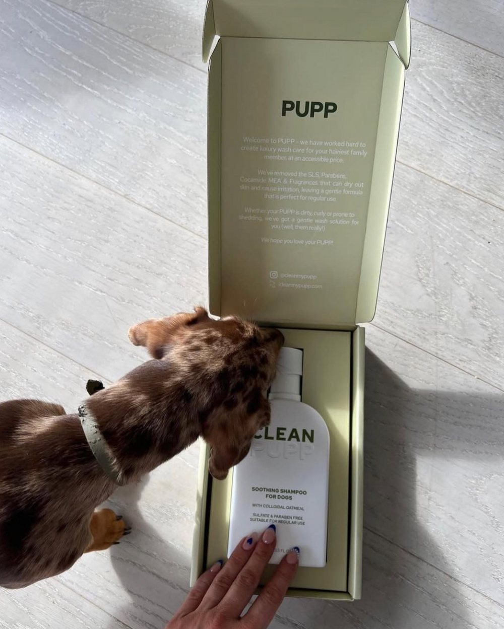 Dog sniffing a bottle labeled 'CLEAN PUPP' next to an open box with 'PUPP' branding on a light wooden floor.