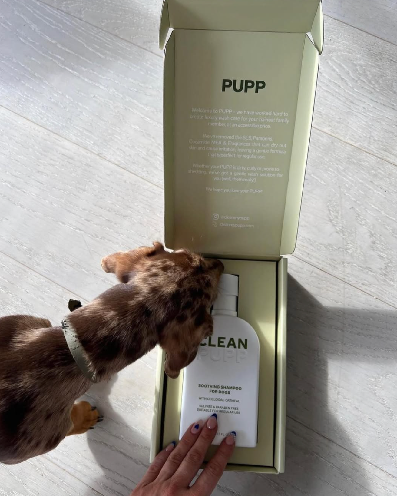 Dog sniffing a bottle labeled 'CLEAN PUPP' next to an open box with 'PUPP' branding on a light wooden floor.