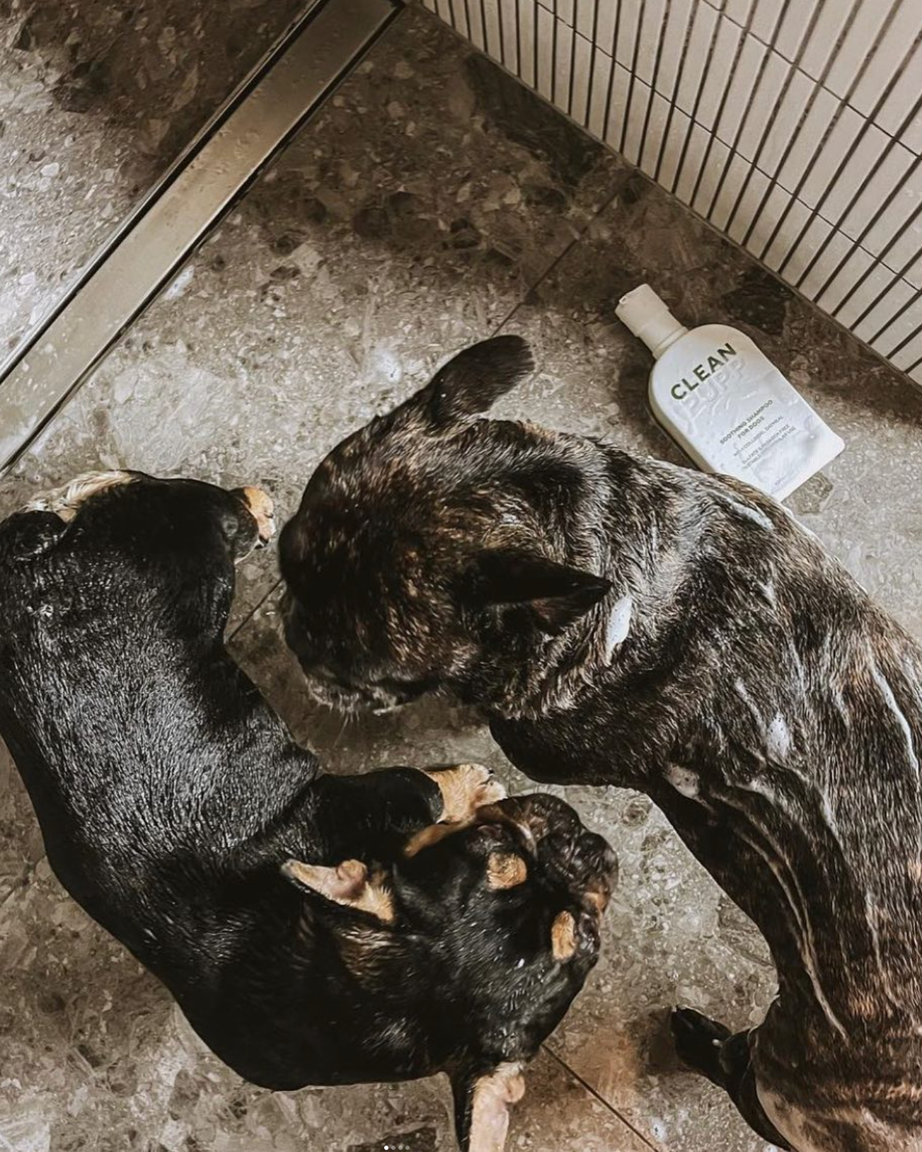 Two dogs lying on a tiled floor with a bottle labeled 'CLEAN PUPP' nearby.