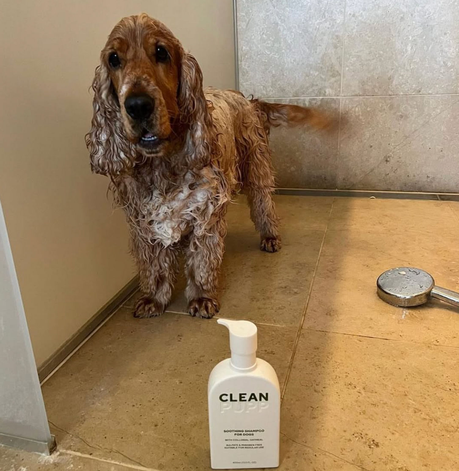 Dog after a bath with a bottle labeled 'CLEAN PUPP' on a tiled floor.