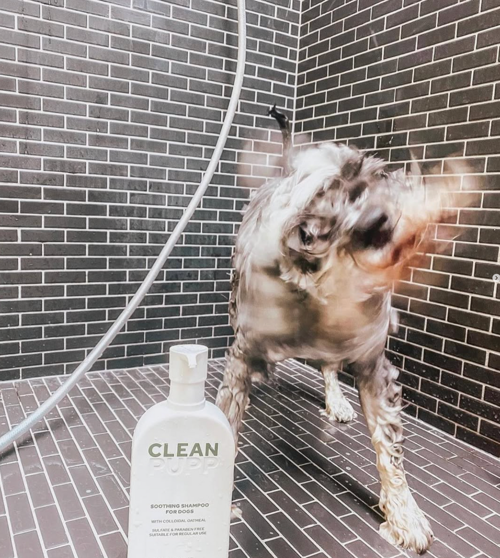 Dog being washed with a bottle of 'Clean PUPP' shampoo on a tiled shower floor.