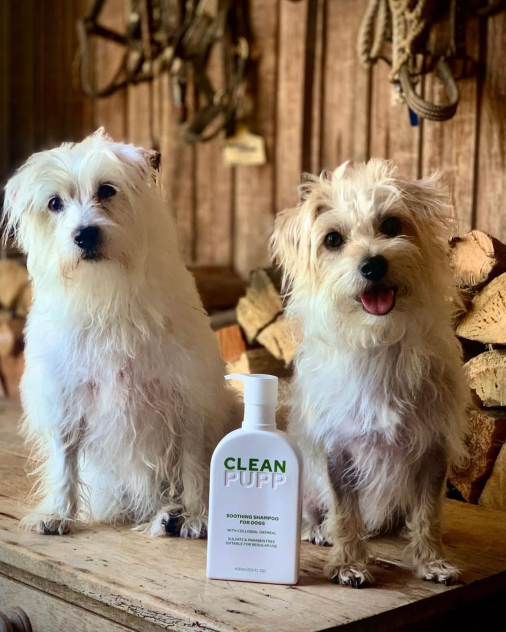 Two white dogs sitting on a wooden surface with a bottle of 'Clean Pupp' shampoo between them.